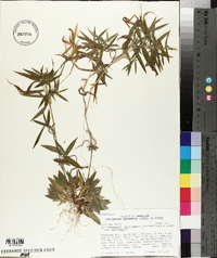 Dichanthelium acuminatum subsp. acuminatum image