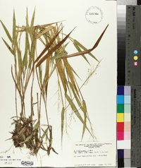 Panicum bicknellii image