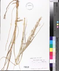 Panicum amarulum image