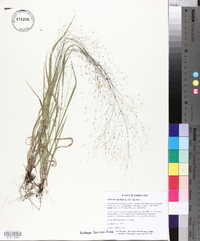 Panicum capillare var. capillare image