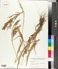 Panicum miliaceum image