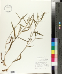 Panicum malacophyllum image