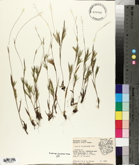 Panicum meridionale image