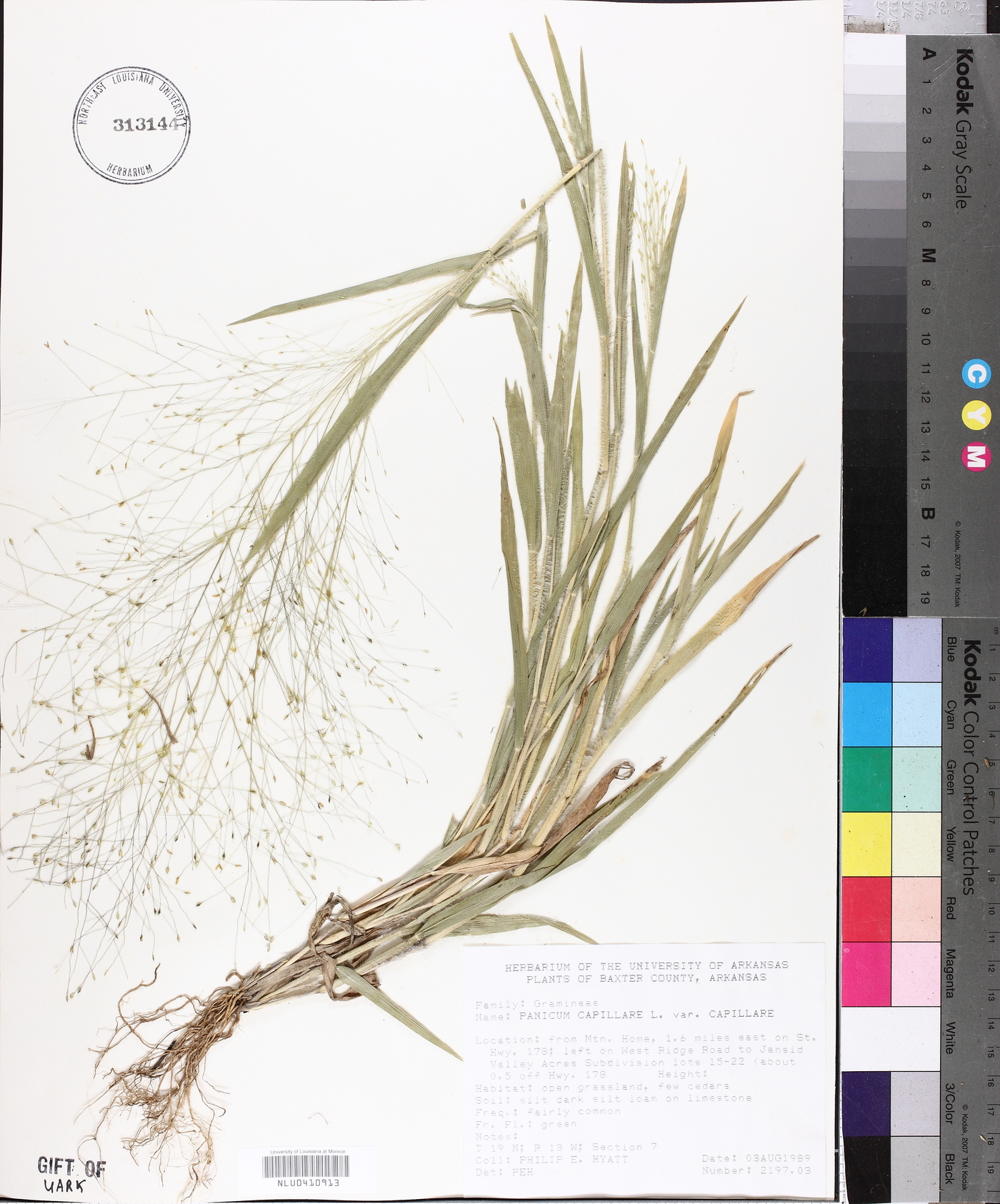 Panicum capillare var. capillare image