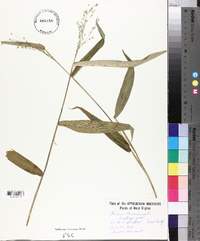 Panicum clandestinum image