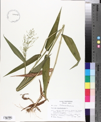 Panicum clandestinum image