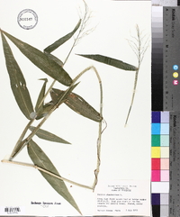 Panicum clandestinum image