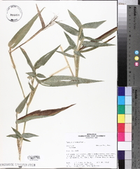 Panicum clandestinum image