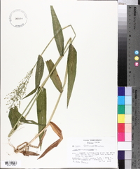 Panicum clandestinum image