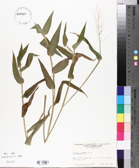 Panicum clandestinum image