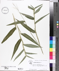 Panicum clandestinum image