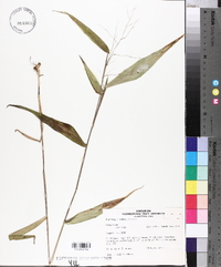 Panicum clandestinum image