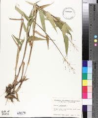 Panicum clandestinum image