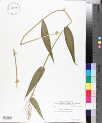 Panicum clandestinum image