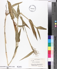 Panicum clandestinum image