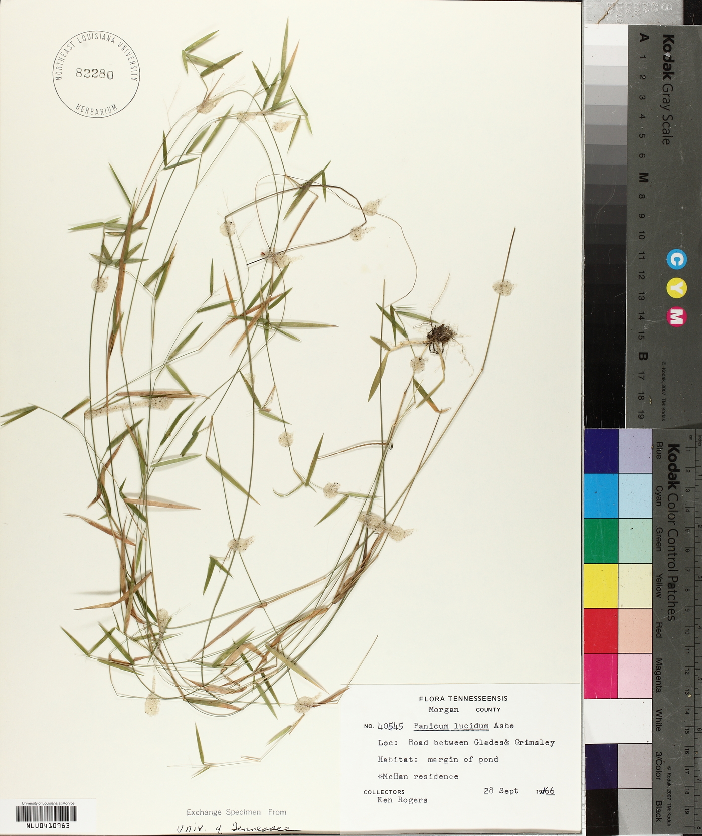 Panicum lucidum image