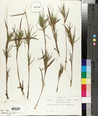 Panicum malacon image