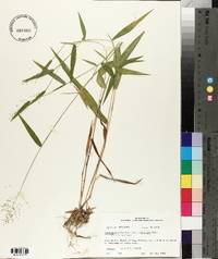 Panicum dichotomum image