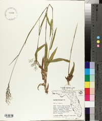 Panicum nitidum image