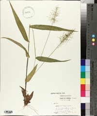 Panicum polyanthes image