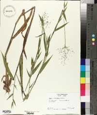 Panicum polyanthes image