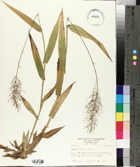 Panicum polyanthes image