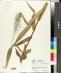 Panicum polyanthes image