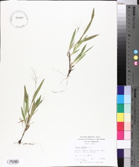 Panicum ciliatum image