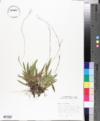 Panicum ciliatum image