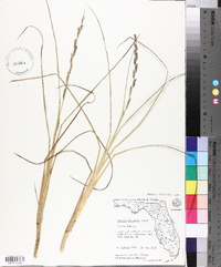 Panicum chapmanii image