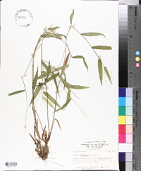 Panicum commutatum image