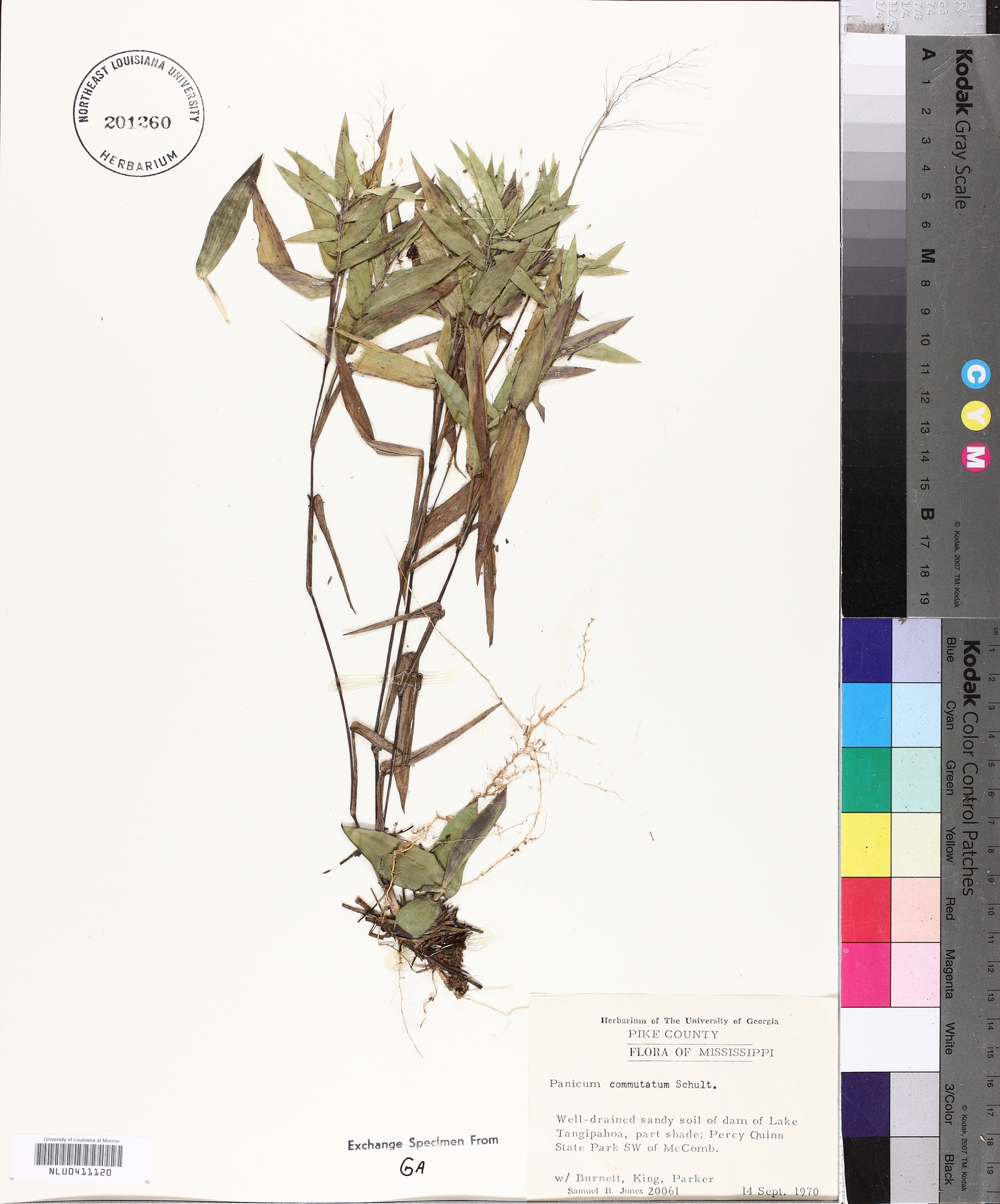 Panicum commutatum image