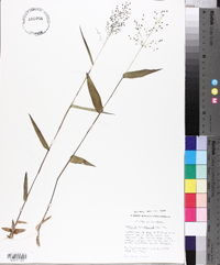 Panicum commutatum image