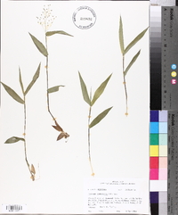 Panicum commutatum image
