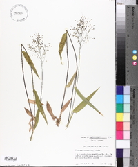 Panicum commutatum image