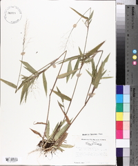 Panicum commutatum image