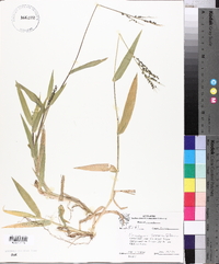 Panicum commutatum image