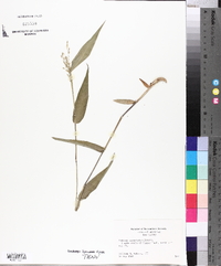 Panicum commutatum image