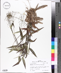 Panicum commutatum image