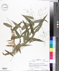 Panicum commutatum image