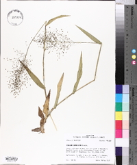 Panicum commutatum image