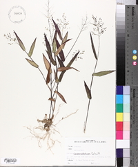 Panicum commutatum image