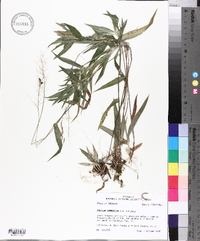 Panicum commutatum image