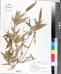 Panicum commutatum image