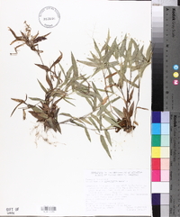 Panicum commutatum image