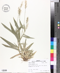 Panicum commutatum image