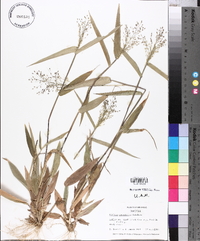 Panicum commutatum image