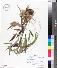 Panicum commutatum image