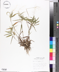 Panicum commutatum image