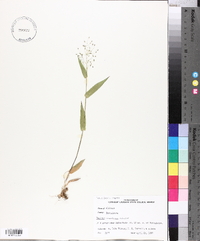 Panicum commutatum image